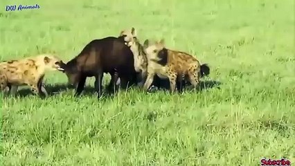 강릉출장안마 -후불100%ョOiOV2671V8135｛카톡ZHF526｝  강릉전지역출장안마 강릉오피걸 강릉출장마사지 강릉안마 강릉출장마사지 강릉콜걸샵が㍑≿