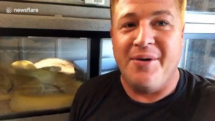 Incredibly rare moment kingsnake nearly eats half of ITSELF