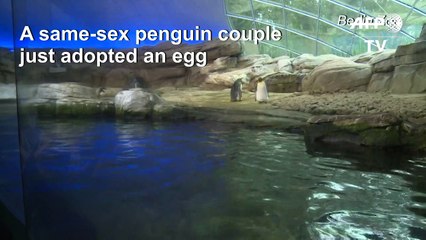 Berlin Zoo gives gay penguins egg after they fail to hatch stone