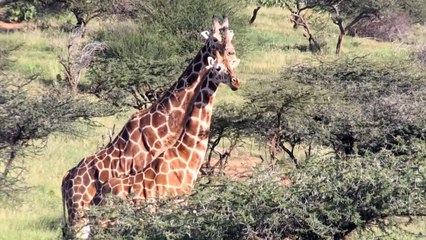 En Afrique, la girafe et la menace "d’extinction silencieuse"
