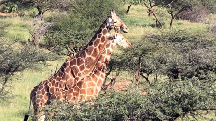 En Afrique, la girafe et la menace "d’extinction silencieuse"