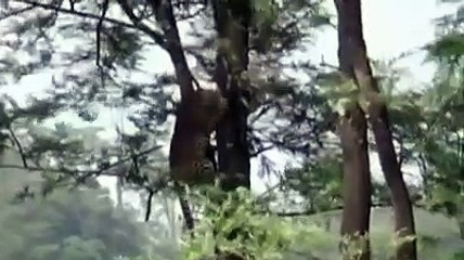 leopard pouncing from one tree to another