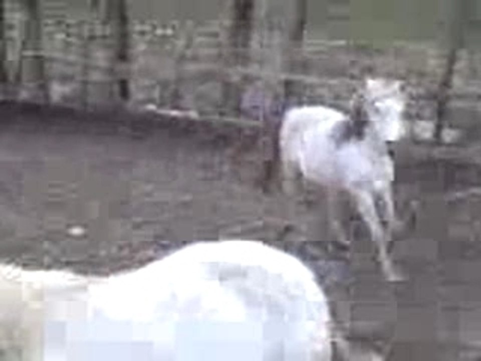 Ibiza et la barrière (cte folle) ^^