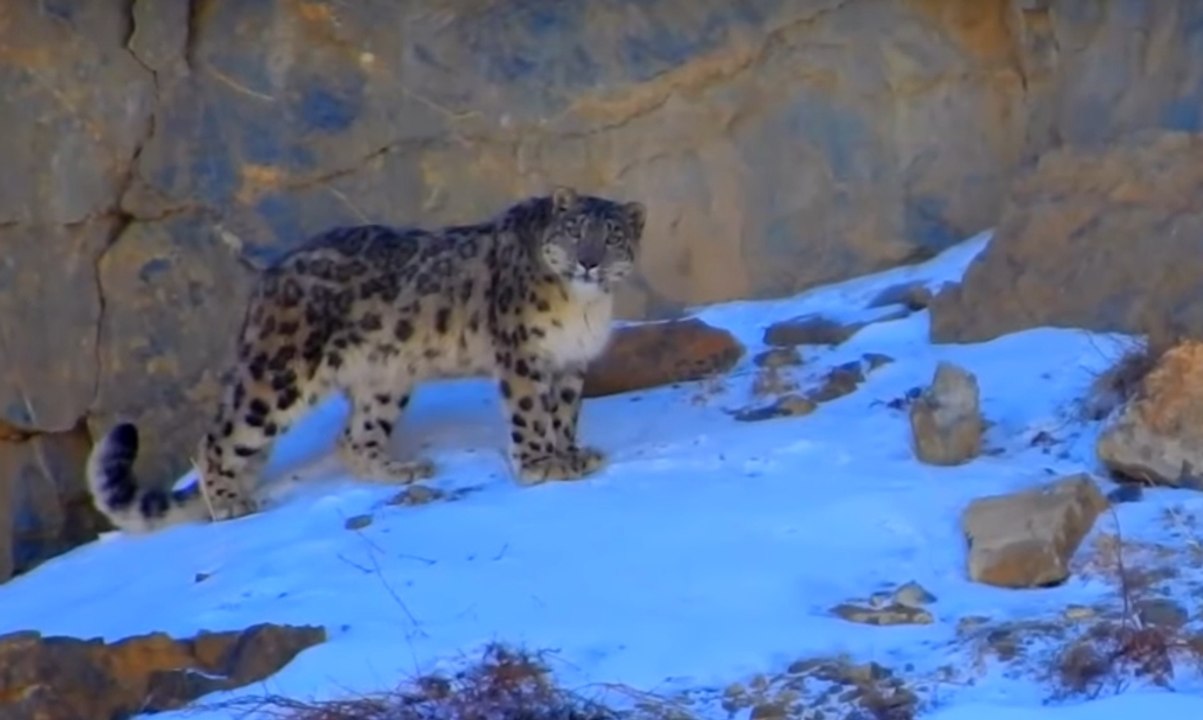 Snow Leopard of the Himalaya: most magnificent cat