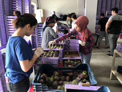 Kraliçe inciri üreticinin yüzünü güldürdü