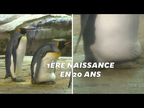 Au zoo de Berlin, un couple de manchots gays adopte un œuf