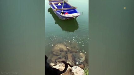 Ce chien sauve un chiot,  coincé sur un bateau !