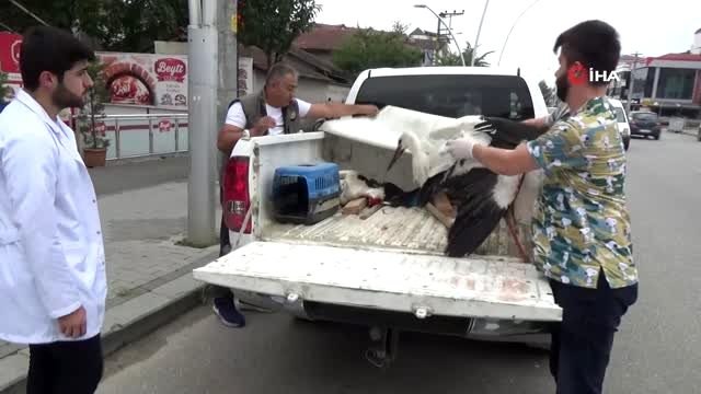 Bilinçsiz avcıların vurduğu leylekler bundan sonra göç edemeyecek