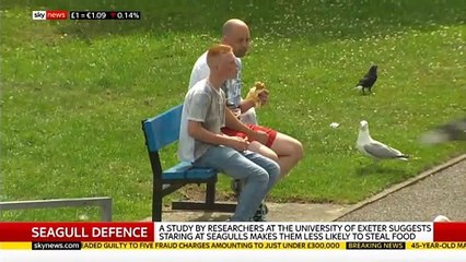 Sky News  host apologises after broadcasting footage of seagull eating sparrow