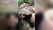 Panda-monium!  Bears spotted fighting in Chinese zoo