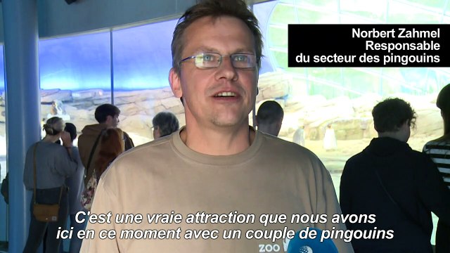 Zoo de Berlin : un couple de pingouins mâles adopte un oeuf