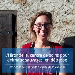 L'appel à l'aide de L'Hirondelle, centre de soins pour animaux sauvages