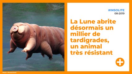 La Lune abrite désormais un millier de tardigrades, un animal très résistant