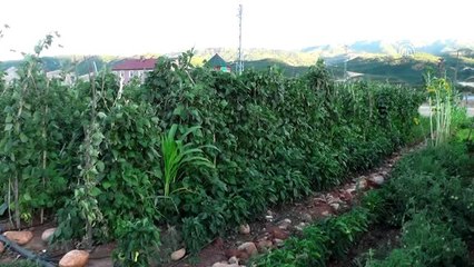 Bahçeye dönüştürülen atıl arazide ilk hasat heyecanı