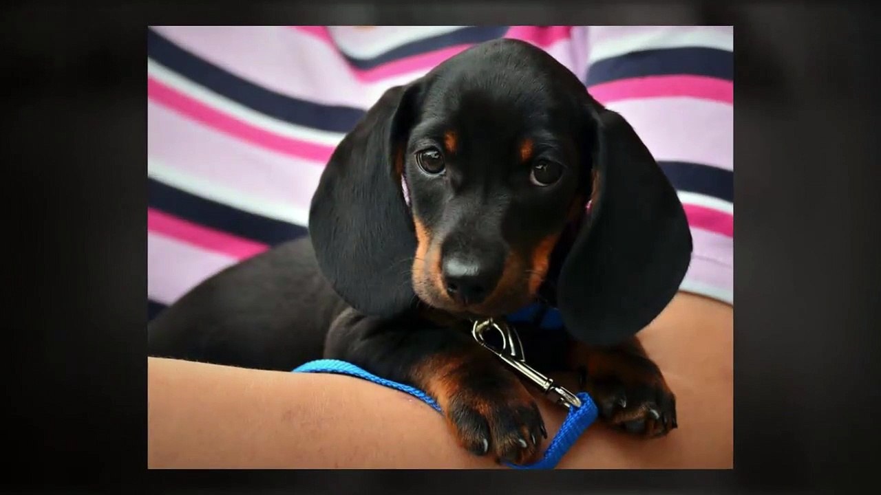Dogs || poochinsider.com