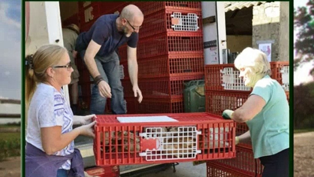 Animal Rescue Live Supervet Special S02E04