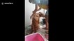 Golden retriever given mohawk hairstyle during wash in Thailand