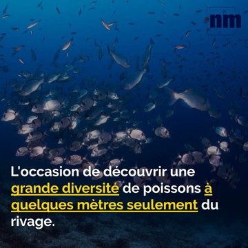 Randonnées sous-marine, Kylie Jenner, Guerre aux mégots: voici votre brief info de ce vendredi après-midi