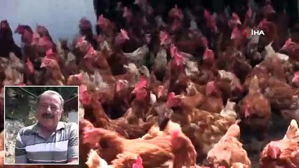Polislikten Emekli Olununca Organik Tavuk Çiftliği Kurdu
