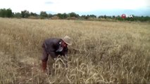 TZOB Genel Başkanı Şemsi Bayraktar'dan buğday üretimi açıklaması: 