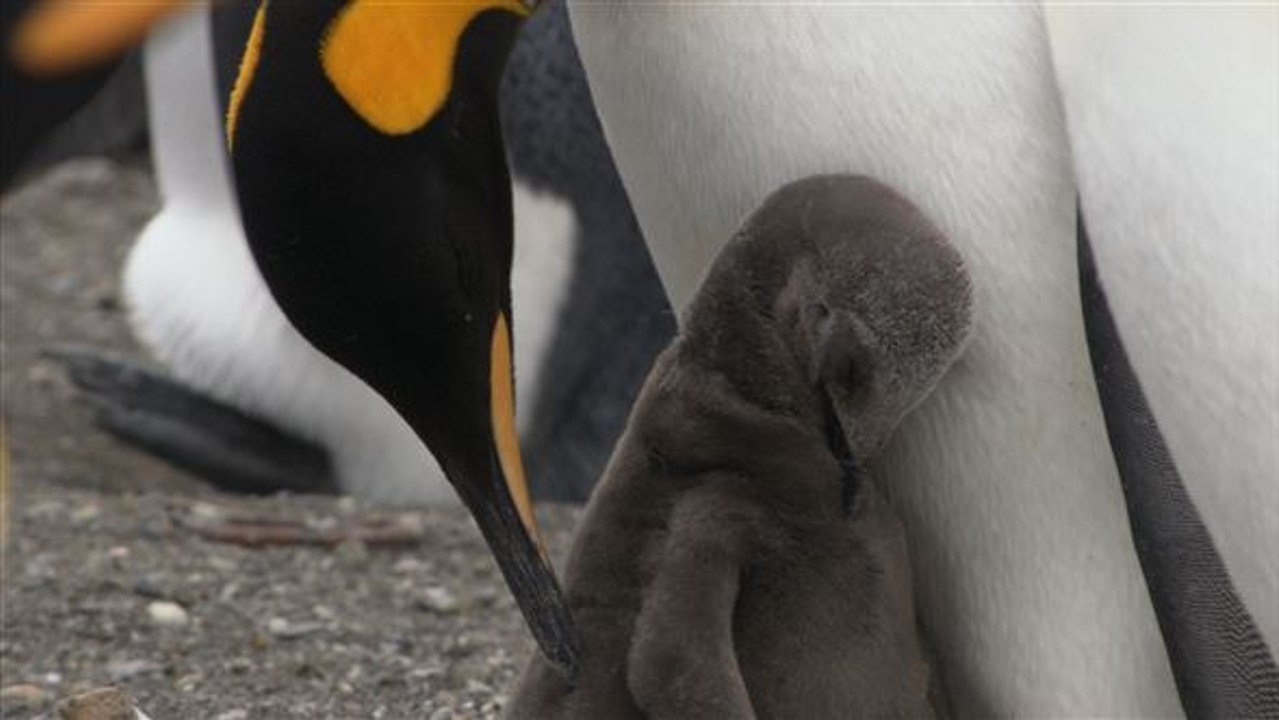 Schwules Pinguin-Paar bekommt endlich Nachwuchs