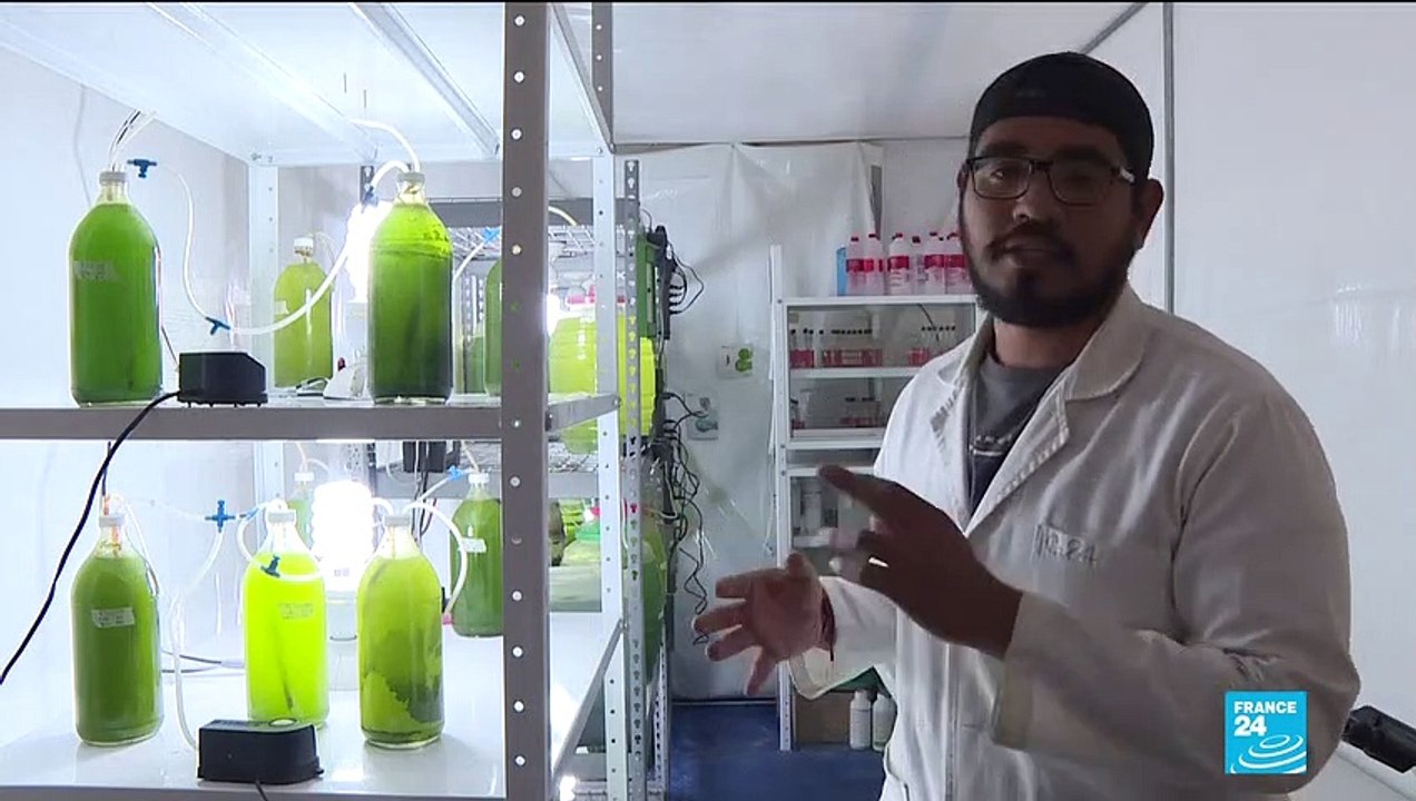 Au Mexique, un "arbre" artificiel combat la pollution