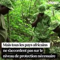 Éléphants, requins, girafes... Le commerce de certaines espèces va être réexaminé