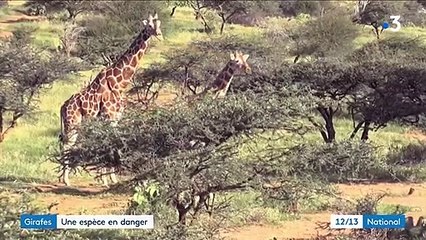 Afrique : la girafe, une espèce en danger