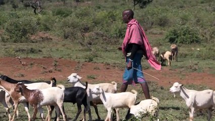 La jirafa y la amenaza de "extinción silenciosa" en África