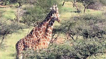 La jirafa y la amenaza de "extinción silenciosa" en África