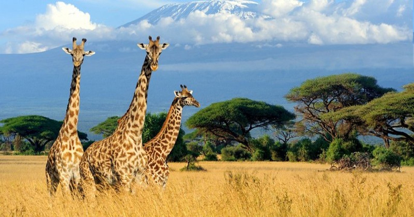 Les girafes sont désormais menacées d'une extinction « silencieuse » en Afrique !