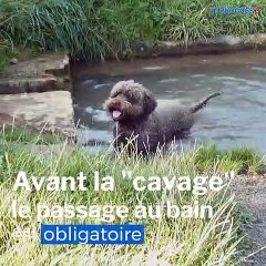 Morancé : des Truffières dans le Beaujolais