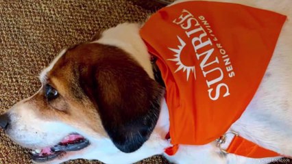 Dog Saved One Day Before Euthanasia to Become Senior Living Center "House Dog"