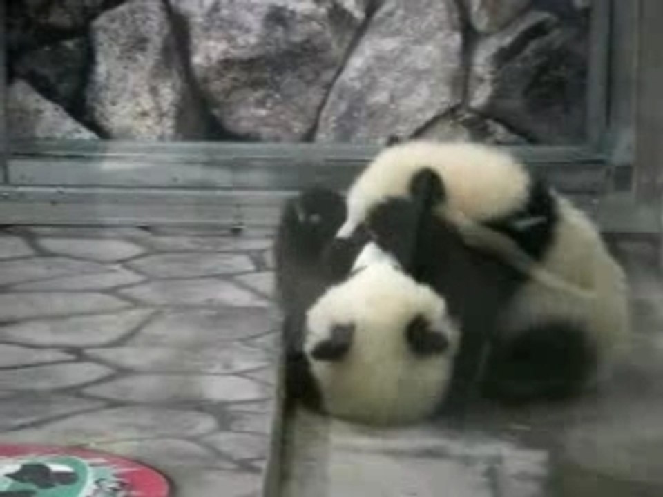 Combat de bébés panda