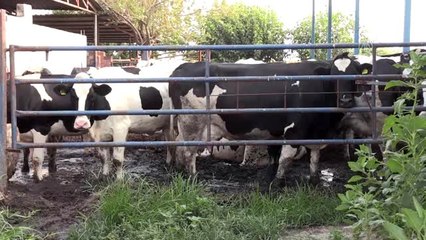 Turgutlu'da çiftlikten hırsızlık iddiası