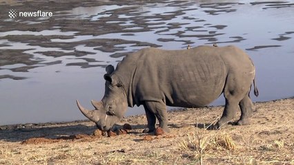 Mud, glorious mud! Huge rhino bathes in South African watering hole