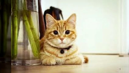 부천출장안마-후불100%ョOiOV6777V8358｛카톡SZ58｝ 부천전지역출장안마 부천오피걸 부천출장마사지 부천안마 부천출장마사지 부천출장콜걸샵 г◥м부천출장샵