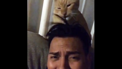 Funny Cat Does His Owner's Hair