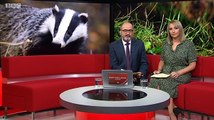 BBC East Midlands Today 15Aug19 - wildlife campaigners fear a badger cull could begin in Derbyshire