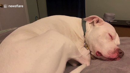 US dog sounds likes a 'drowning horse' as he sleeps