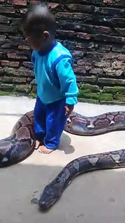 Tiny Tyke Plays with Python Pal