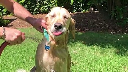 Cooling Off Your Dog in the Summer