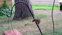 Chipmunk Tries Again and Again to Reach Bird Feeder