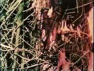 Curse of the Devil (1973) - (Horror, Drama, Fantasy) [Trailer]