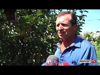 Me sytë nga emigracioni! Fermerëve lushnjarë u mbeten fruta-perimet nëpër fusha