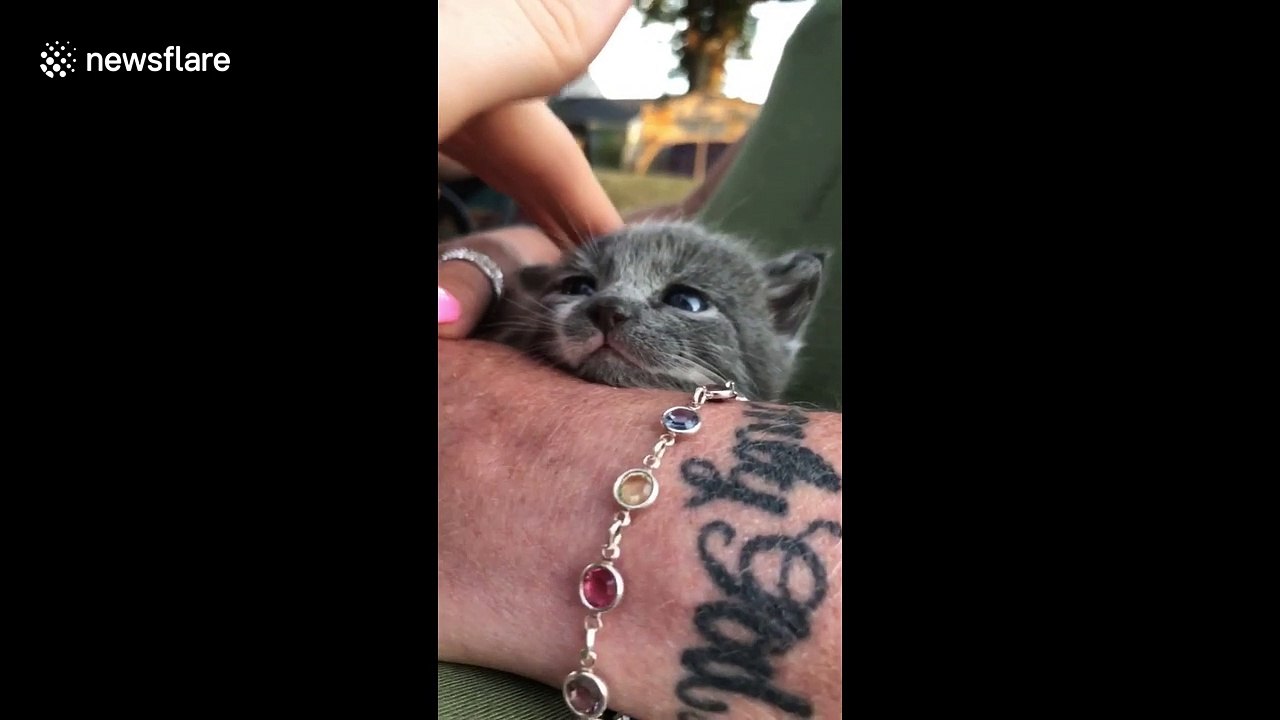 Adorable newborn US kitten battles to stay awake while being stroked by her owner