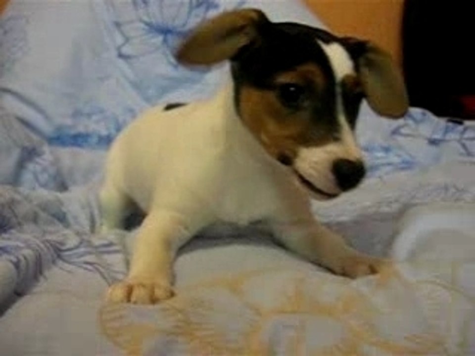 CLEA JACK RUSSEL
