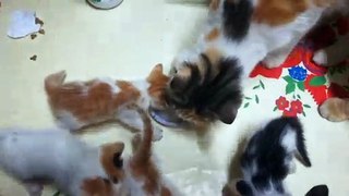 Mother Feeds baby Kitties fresh Milk