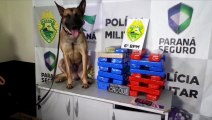 Cachorro Hawk, do Choque Canil, encontra mais de 25 kg de maconha em bagageiro de ônibus