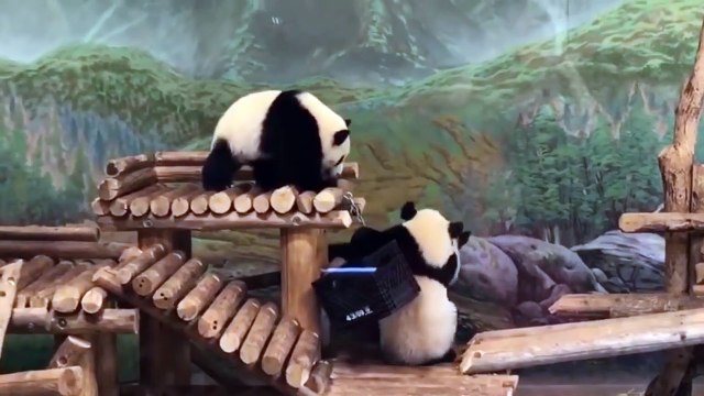 TRY NOT TO LAUGH- FUNNIEST PANDA VIDEOS EVER - Funny Babies and Pets